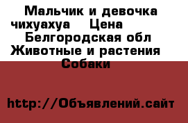 Мальчик и девочка чихуахуа! › Цена ­ 8 000 - Белгородская обл. Животные и растения » Собаки   